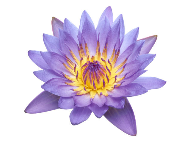 purple water lily, blooming water lily flower isolated on white background, with clipping path - white water lily stock-fotos und bilder