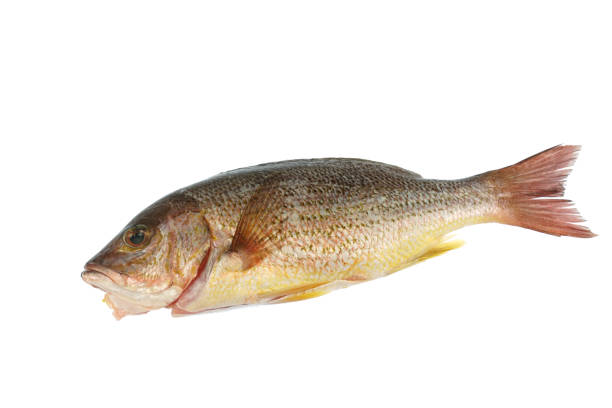 istock close up on whole fish isolated on white background for cook 1964140095