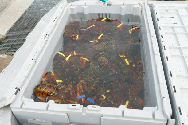 istock close up on caught lobster in the container 1964144457