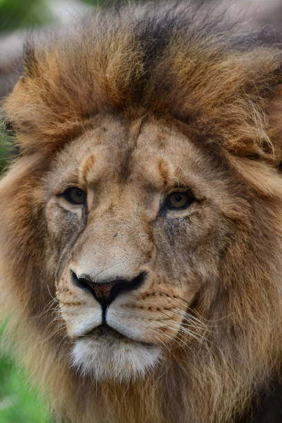 istock Male lion head shot 1964155963