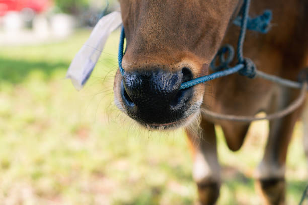 istock Brown cow nose close up with green grass blurry background 1964156419
