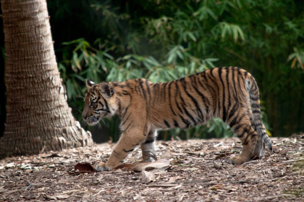 istock side view of a tiger cub 1964168769