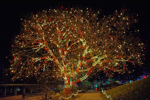 Denver, Colorado, United States – December 7, 2023: Colorful Christmas lights at Denver Botanic Gardens annual Blossoms of Light event