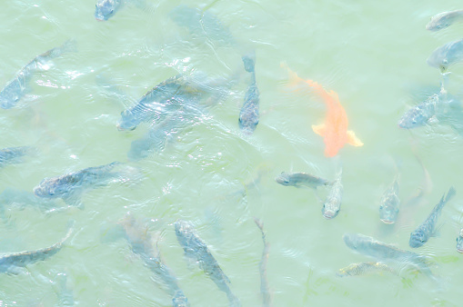 Nile Tilapia\n, Oreochromis niloticus ,Linnaeus and carp fish in the pond