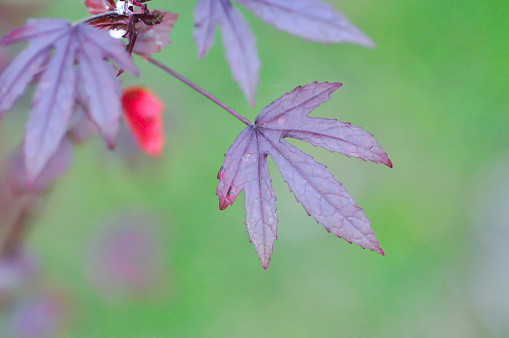 maple leaf, maple leaves or green leaf or Acer saccharum Marsh or red leaves