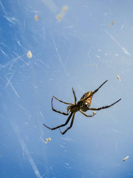 The Spider Web Sydney, Australia. spider spider web large travel locations stock pictures, royalty-free photos & images