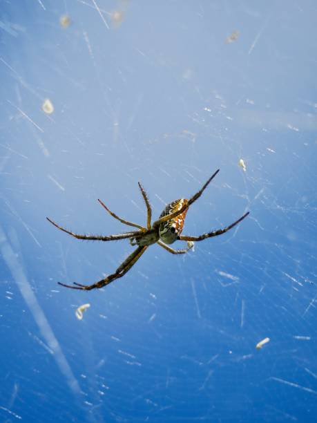 The Spider Web Sydney, Australia. spider spider web large travel locations stock pictures, royalty-free photos & images