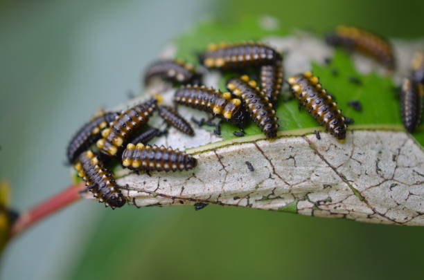 istock Cottonwood Leaf Beetle Lavae 1964189843