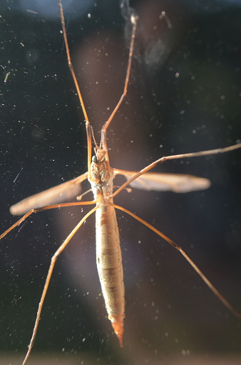 ( Tipula paludosa) The European Crane fly has a gray tan body and wings which don't extend beyond the ends of the abdomen.    This species is bivoltine meaning they have two broods a year.    They are common in lawns too.  The larvae are sod pests.  They feed on rotting vegetation on land and in the water.  This photo was taken on a glass pane showing the underside of the crane fly.