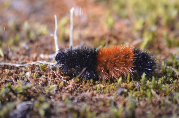 istock Woolly Bear Caterpillar 1964189944