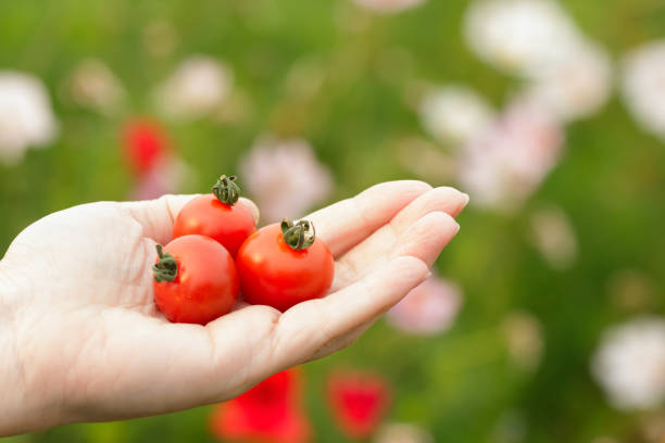Gardener's hand is holding three homegrown red cherry tomatoes from the garden, blooming wildflowers in the background.