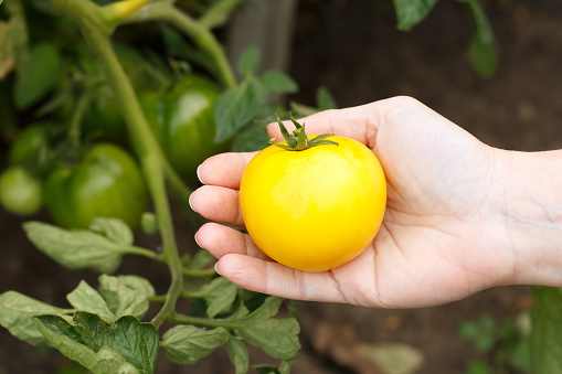 Farmer's hand is holding a picked red ripe tomato near the bush with hanging unripe green tomatoes and foliage.