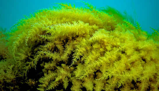 Black Sea, Hydroids Obelia, (coelenterates), Macrophytes Red and Green algae