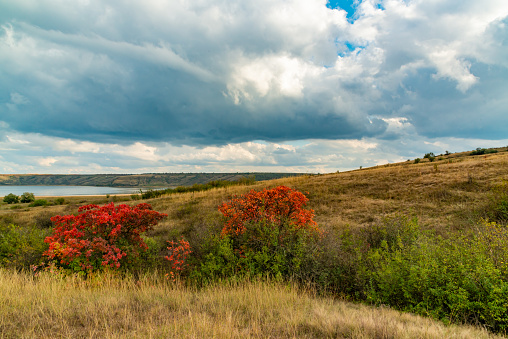 Smoketree (Cotinus obovatus) bushes with red autumn leaves against the background of yellow steppe vegetation and white clouds