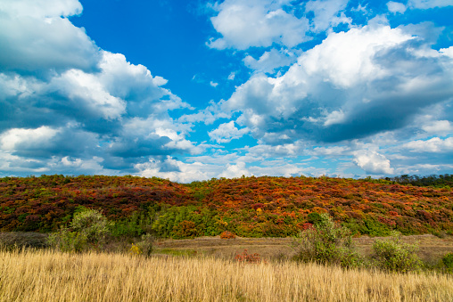 Smoketree, smoke bush (Cotinus obovatus), thickets of bushes with red autumn leaves against the background of yellow steppe vegetation and white clouds