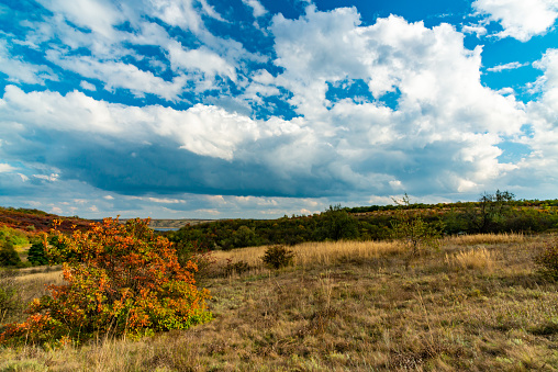 Smoketree (Cotinus obovatus) bushes with red autumn leaves against the background of yellow steppe vegetation and white clouds