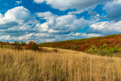 Smoketree, smoke bush (Cotinus obovatus), thickets of bushes with red autumn leaves against the background of yellow steppe vegetation and white clouds