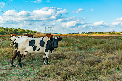 Black and white spotted cow in a field against a sky with white clouds