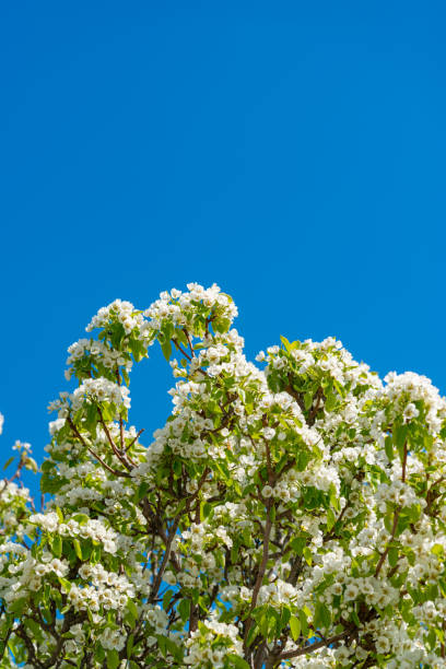 blossoming pear tree against the blue sky, ukraine - apple tree branch - fotografias e filmes do acervo