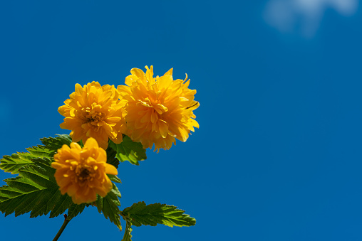 Japanische Kerria (Kerria japonica Pleniflora), yellow flowers and leaves against the blue sky