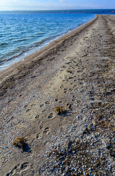 sandy spit with unique biodiversity and living community - моллюск песчаная мия стоковые фото и изображения