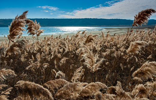 Dry reed with fluffy panicles with seeds against the background of the Tiligul estuary, Ukraine