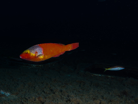 Female parrotfish