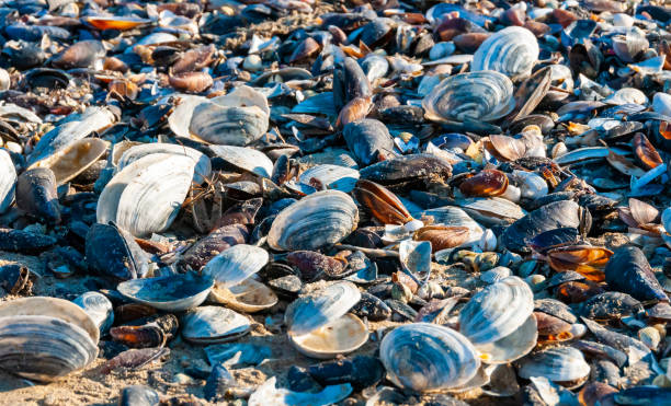 shells of the clam mya arenaria on the shore. tiligul liman, odessa region - моллюск песчаная мия стоковые фото и изображения