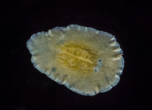 Marine flatworm - Planaria, crawling on the glass, Black Sea