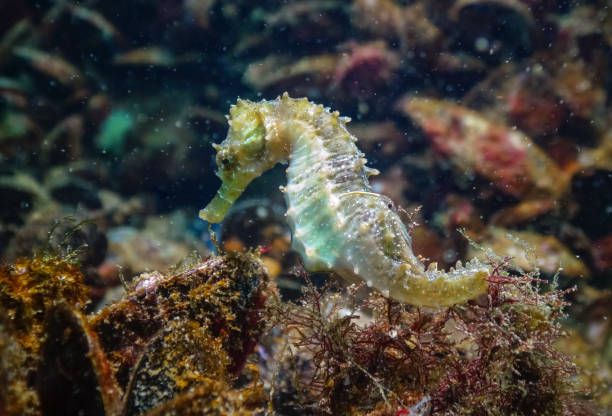 istock Long-snouted seahorse (Hippocampus hippocampus)on the seabed 1964199494