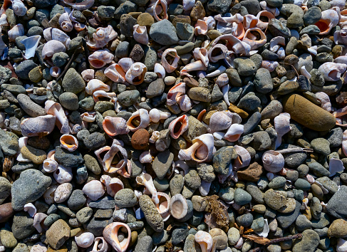 Shells of the gastro mollusk  Veined whelk (Rapana venosa),  on the shore in the storm surges of the Black Sea near Sozopol, Bulgaria