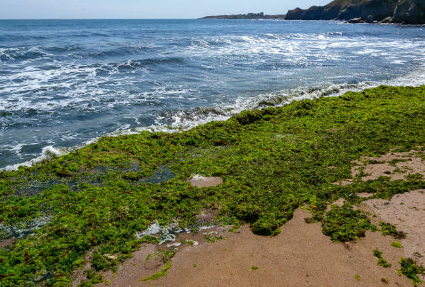 Rotting green and red algae washed ashore by a storm in Bulgaria, Black Sea