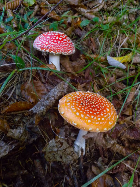 istock (Amanita muscaria), poisonous forest mushroom with red cap with white dots in the forest 1964200625