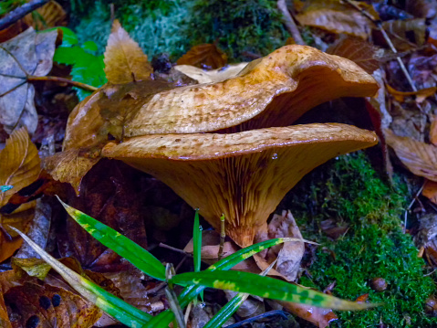 (Paxillus involutus), Mushrooms lamellar with brown cap in the forest in Ivano-Frankivsk region, Ukraine