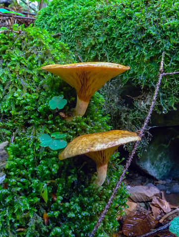 The brown roll-rim, common roll-rim (Paxillus involutus), Mushrooms lamellar with brown cap in the forest in Ivano-Frankivsk region, Ukraine