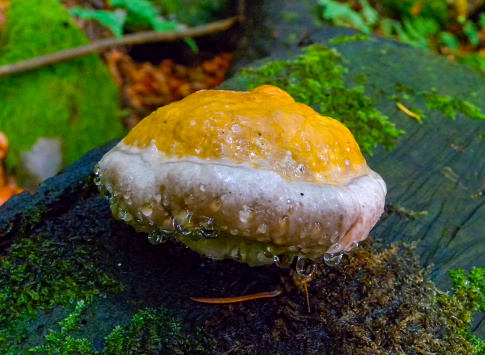 (Fomitopsis pinicola), non-edible mushroom on a rotten tree trunk in a forest near the Ivano-Frankivsk region, Ukraine