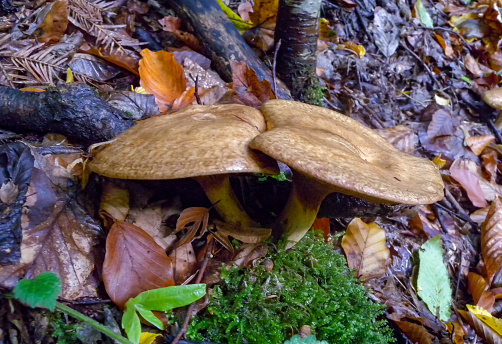 Mushrooms tubular with a brown cap in the forest in Ivano-Frankivsk region, Ukraine