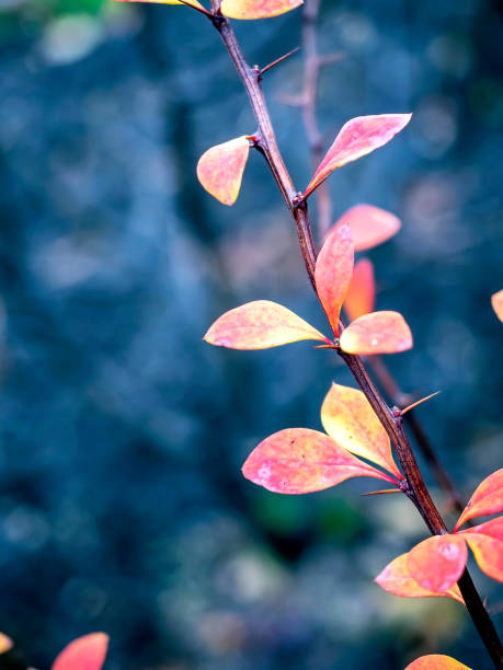 istock bright yellow and red autumn leaves on a branch 1964232088