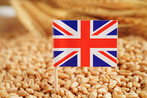 United Kingdom flag on grain wheat, trade export and economy concept.