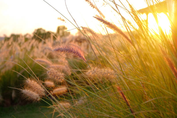 istock Grass flowers in the evening light, soft focus and blur. 1964239836