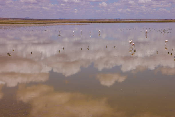 A lone lesser flamingo soars across the mirrored surface of Lake Natron, Tanzania, its wings echoing through still water and volcanic air. Below, hundreds of flamingos feed quietly, framed by the towering blue silhouette of the Rift Valley. In this moment of stillness and motion, the flamingo becomes a symbol of grace in a timeless, elemental world.