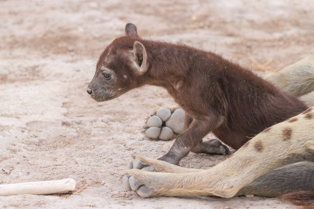 a hyena cub with its mother in Amboseli NP