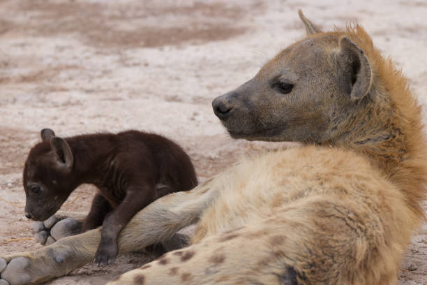 istock a hyena cub with its mother in Amboseli NP 1964249307
