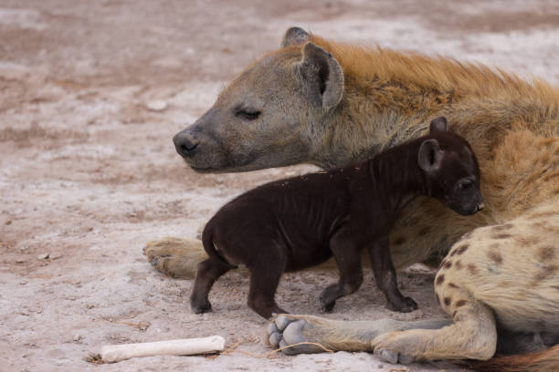 istock a hyena cub with its mother in Amboseli NP 1964250353