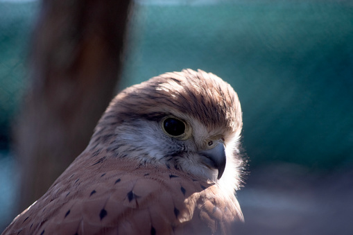 The Nankeen Kestrel is a slender falcon and is a relatively small raptor (bird of prey). The upper parts are mostly rufous, with some dark streaking.