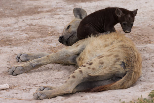 istock a hyena cub with its mother in Amboseli NP 1964251398