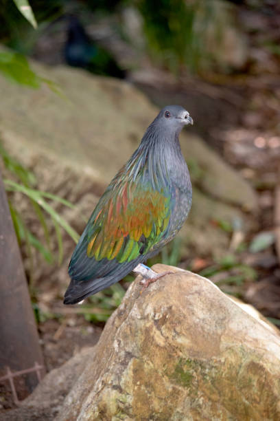 istock this is a side view of a nicobar pigeon 1964251400