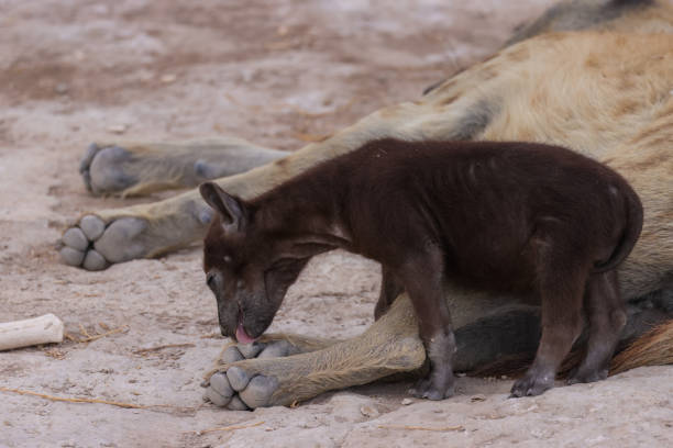 a hyena cub with its mother in Amboseli NP