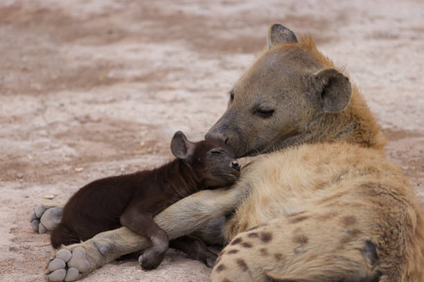 istock a hyena cub with its mother in Amboseli NP 1964251910