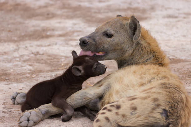 istock a baby hyena with its mother 1964251913